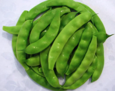 东北油豆角为什么南方种不了？
