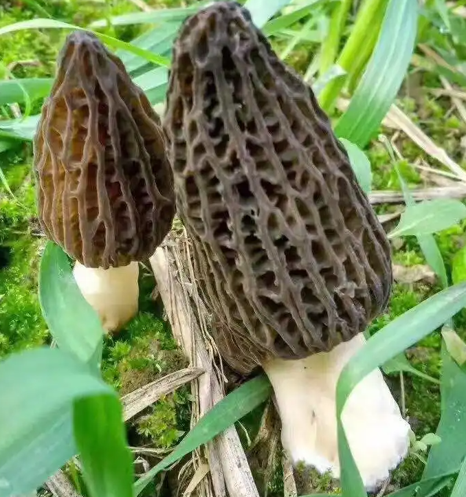 野生羊肚菌生长在什么地方？