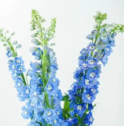 大飞燕水养好养吗？