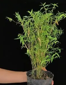 刚买回来米竹怎样种植？