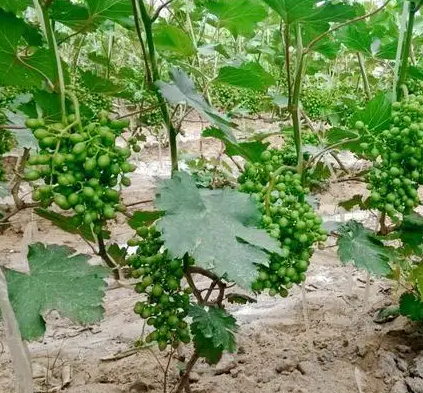 烂葡萄可以做肥料吗？