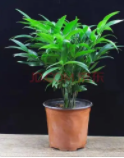 驱蚊竹是水培还是土培？