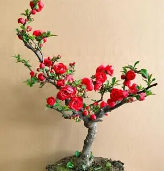 长寿冠海棠花的养殖方法有什么？