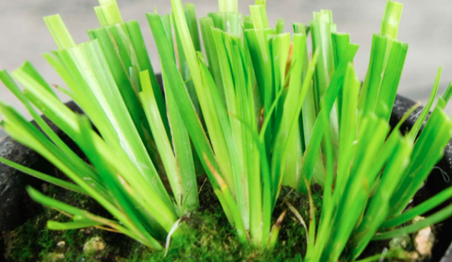 水菖蒲适合全泡水里养吗？