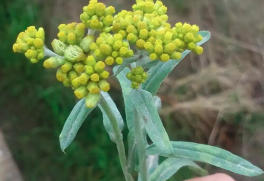 永久花和鼠曲草是一种草吗？