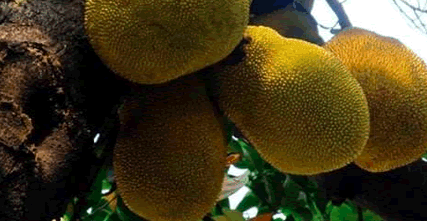 榴莲蜜小苗的管理技术有什么？