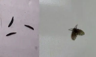 蛾蚋幼虫会不会寄生人体？