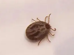 牛蜱虫咬人身上会有什么危害？