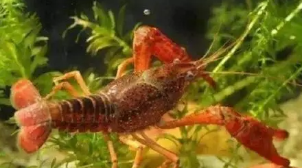 龙虾生了小龙虾怎么养？