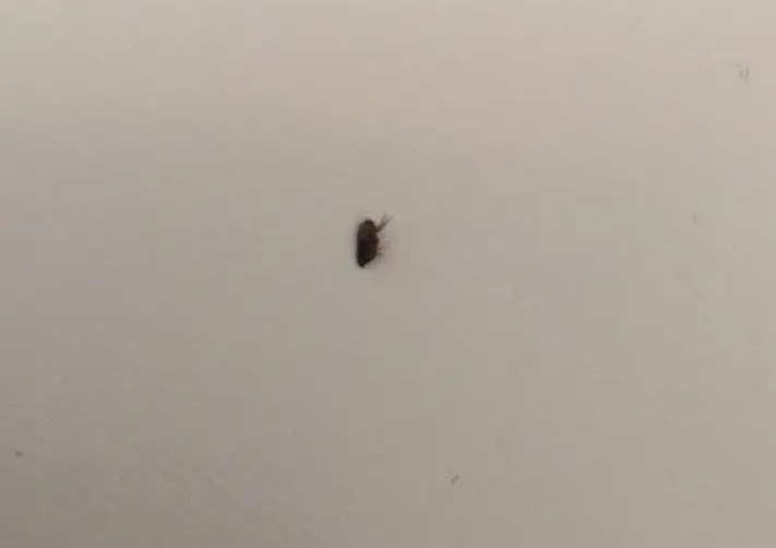 鸡圈跳蚤太多怎么消灭呢？