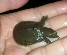 甲鱼蛋孵化多少天出壳？