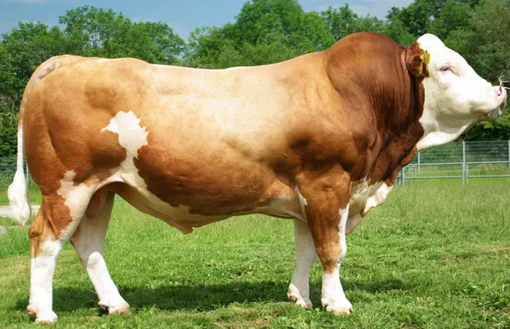 纯种西门塔尔牛的特征有什么？