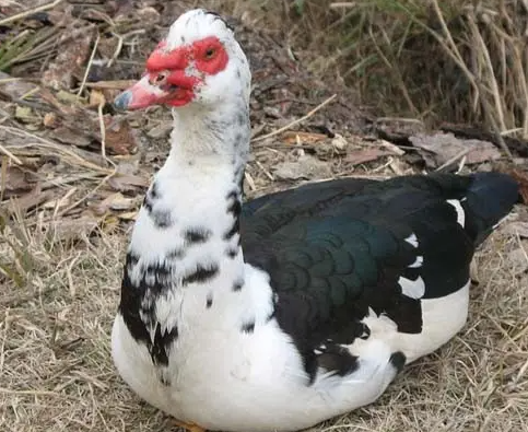 麝香鸭属于几级保护动物？