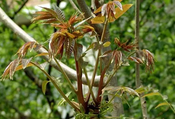 香椿是什么季节的菜？
