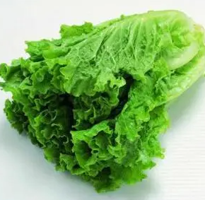 生菜为什么会苦？还能吃吗？