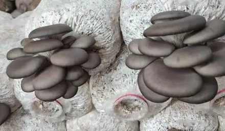 平菇种植多少天可以出菇？