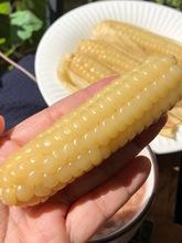 西双版纳香糯小玉米是什么季节成熟的？