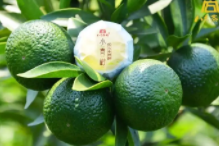 天马小青柑的冲泡方法有什么？