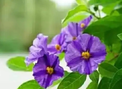 蓝花茄可以什么时候扦插？