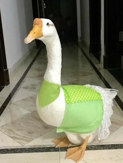 宠物鹅和普通鹅的区别有什么？
