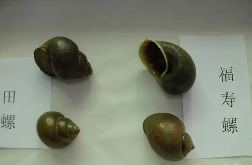 田螺卵和福寿螺卵的区别在哪？