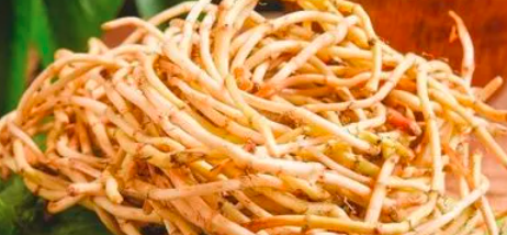 鱼腥草一年可以收几次？