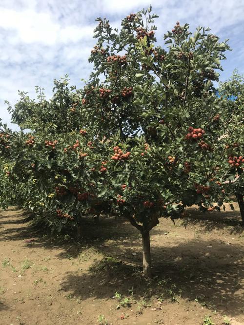 山楂树夏天可以移栽吗？