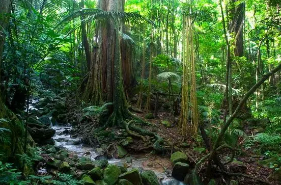 热带雨林最罕见的植物是什么？