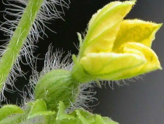 没有雄花授粉的雌花怎么办？