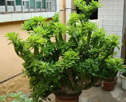 麒麟掌换盆有什么注意事项？