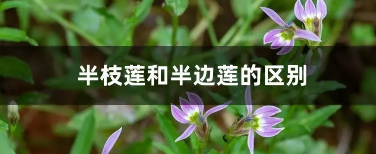 半边莲和半枝莲有什么区别？