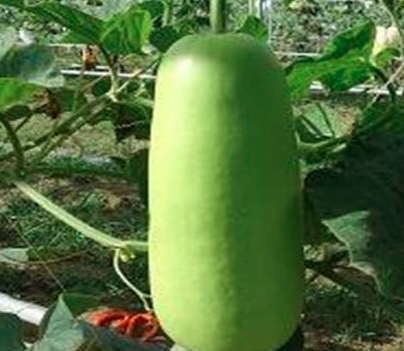 地蒲瓜的种植和管理是什么？