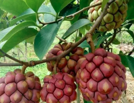 黑老虎的种植方法是什么？