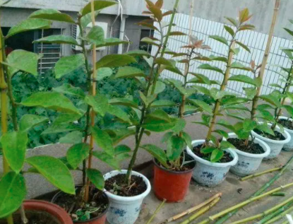 叶仙怎样养才能粗壮？