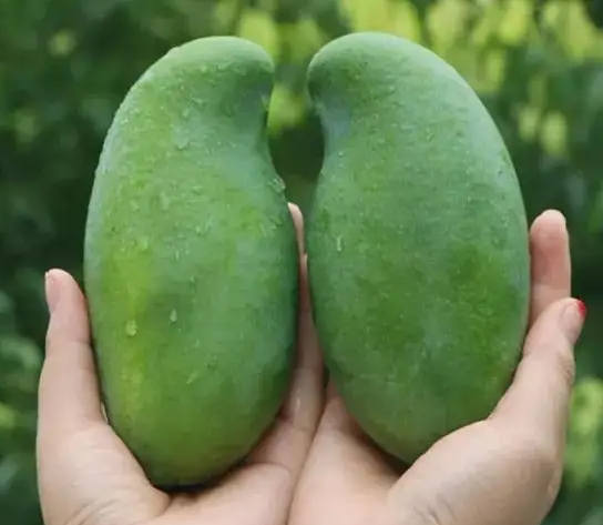 广西百色有几种芒果品种？