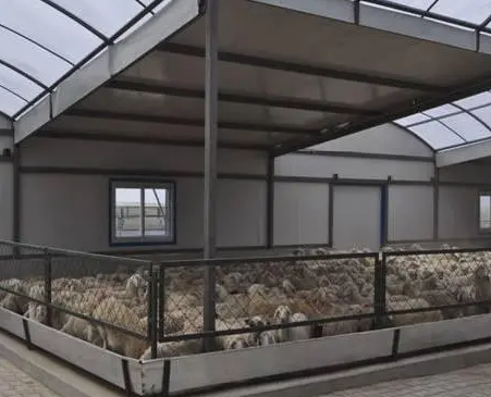 羊舍怎么建便宜又好用？