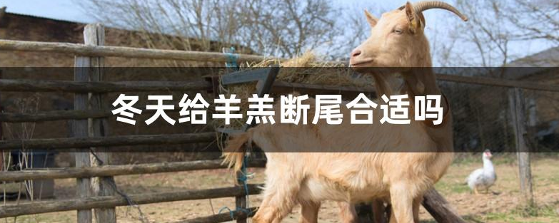 冬天给羊羔断尾合适吗？