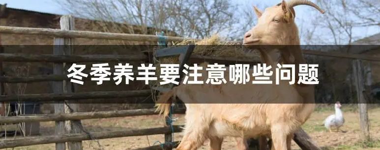 冬季养羊要注意哪些问题？