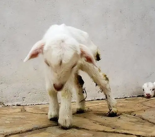 小羊生下来瘫软站不起来什么回事？