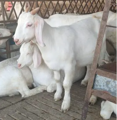 羊配完种后会有什么表现？