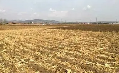 羊能不能长期吃玉米青储秸秆？