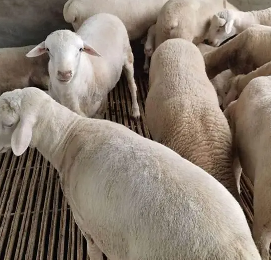 淘汰公羊去势有哪些好处？