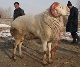 种公羊几个月才能配种 ？