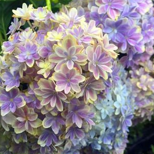 绣球花无尽夏有几个品种？