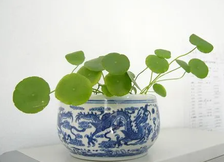 铜钱草可以怎么养水培？