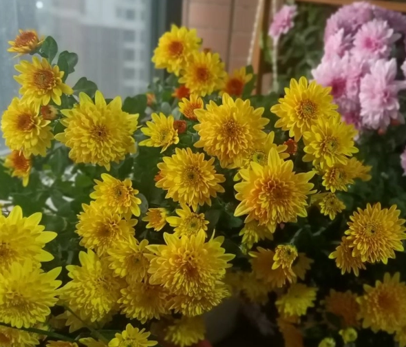 荷兰菊一年开几次花？