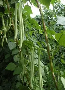 大棚架豆王怎样才可以高产？