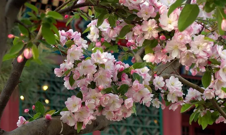 海棠花的树枝为什么干了？