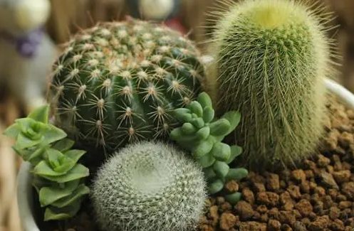 仙人球切一半怎么就能生根呢？