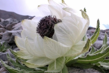 冰莲花长什么样子？好看吗？